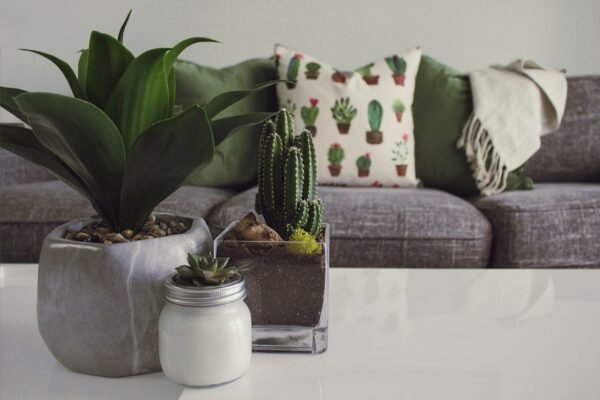 Bien entretenir un cactus : ce qu&rsquo;on vous a mal expliqué jusqu&rsquo;ici