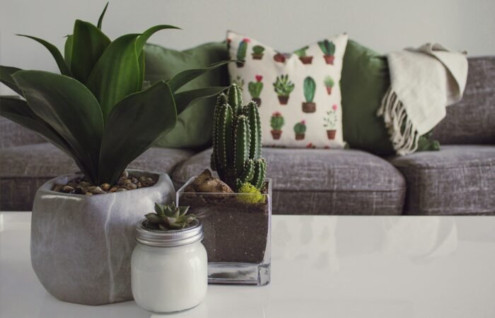 Bien entretenir un cactus : ce qu&rsquo;on vous a mal expliqué jusqu&rsquo;ici