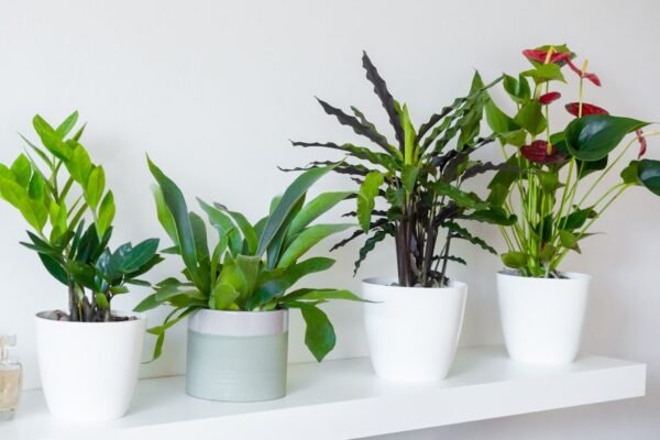 Bien arroser ses plantes en pot : les règles que personne ne vous explique