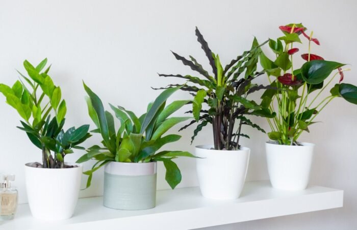 Bien arroser ses plantes en pot : les règles que personne ne vous explique