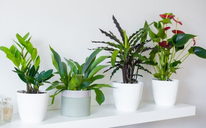 Bien arroser ses plantes en pot : les règles que personne ne vous explique